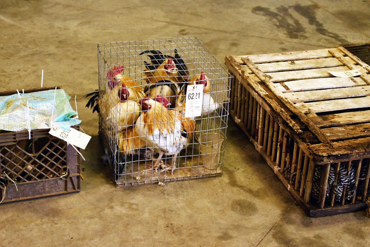 084 Crates of chickens and other small animals at the sales barn.JPG